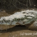 crocodile_american_tar_h_1509_cos2512.jpg
